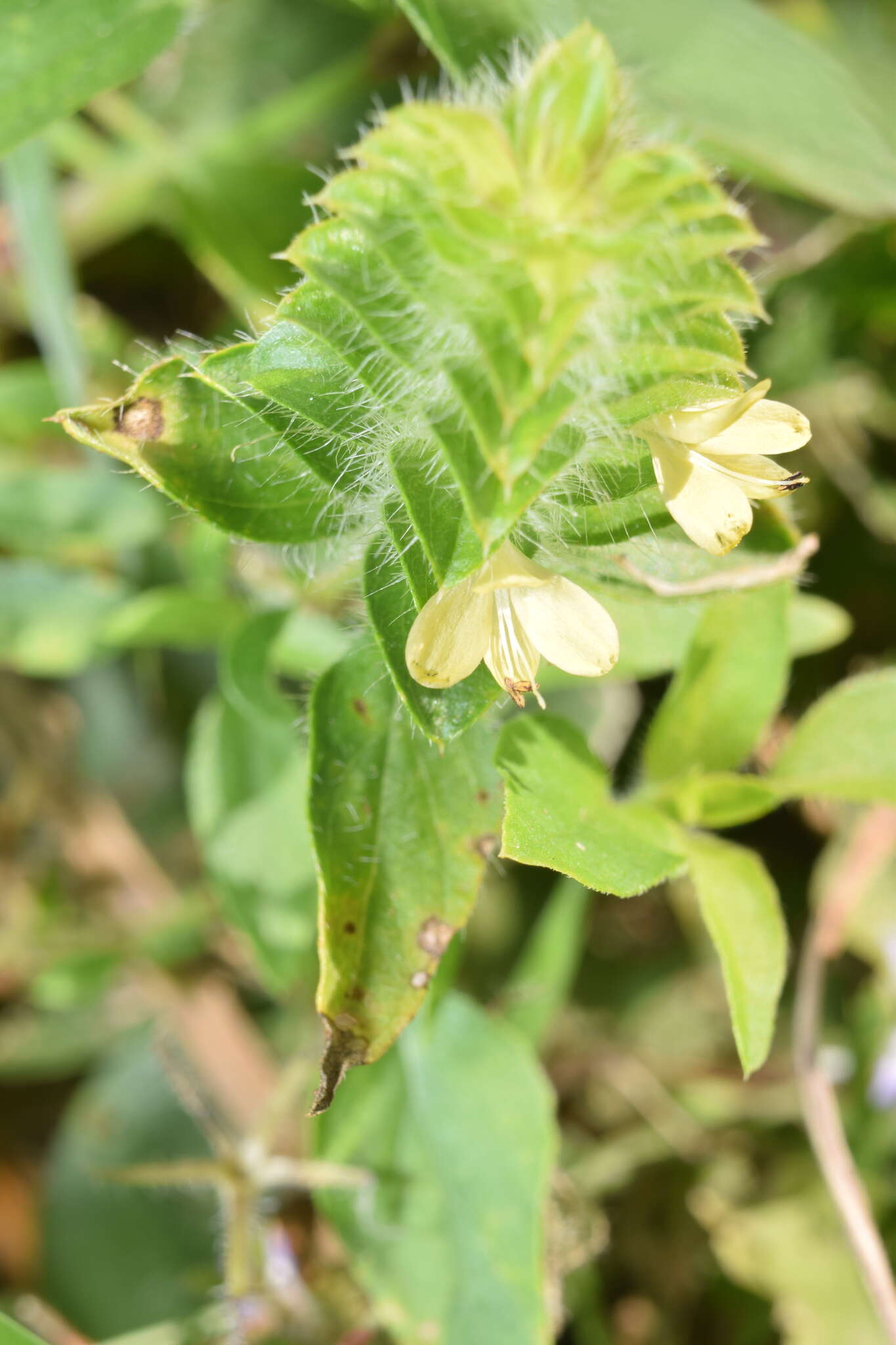 Image of hairy fournwort