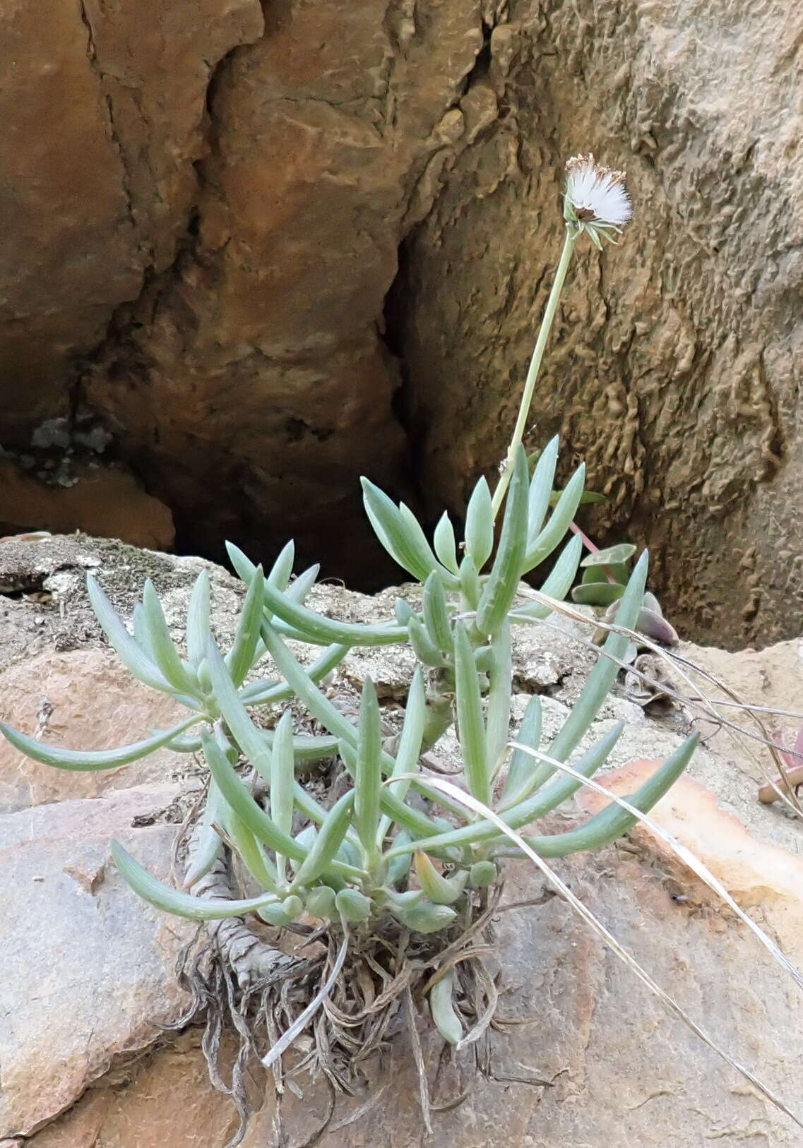 Image de Curio talinoides (DC.) P. V. Heath