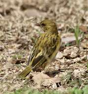 Image of Vitelline Masked Weaver