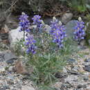 Image of <i>Lupinus austrorientalis</i>