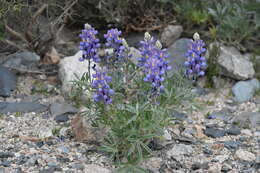 Image of <i>Lupinus austrorientalis</i>