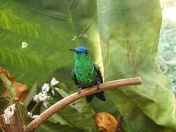 Image of Indigo-capped Hummingbird