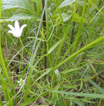 Image of Marsh Bellflower