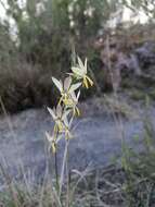 Hesperantha radiata subsp. radiata的圖片