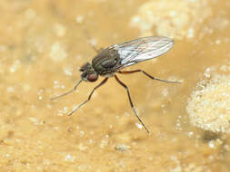 Image de Brachydeutera argentata (Walker 1853)