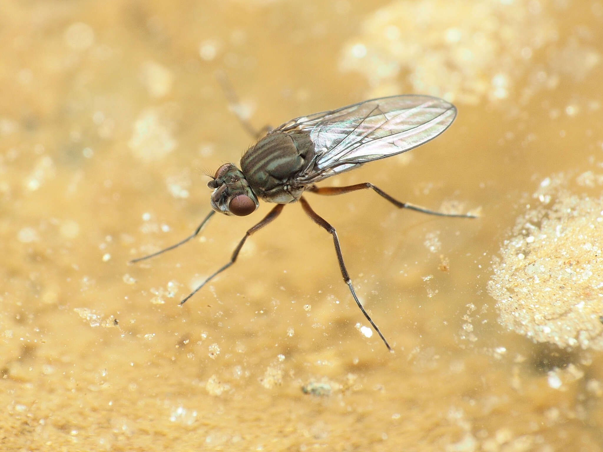 صورة Brachydeutera argentata (Walker 1853)