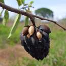 Image de Annona palmeri Saff.