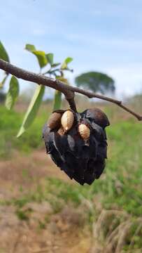 Image of Annona palmeri Saff.