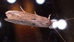 Image of Sugarcane borer