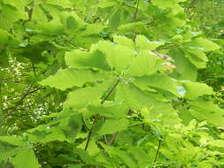 Image of Ear-Leaf Umbrella Tree