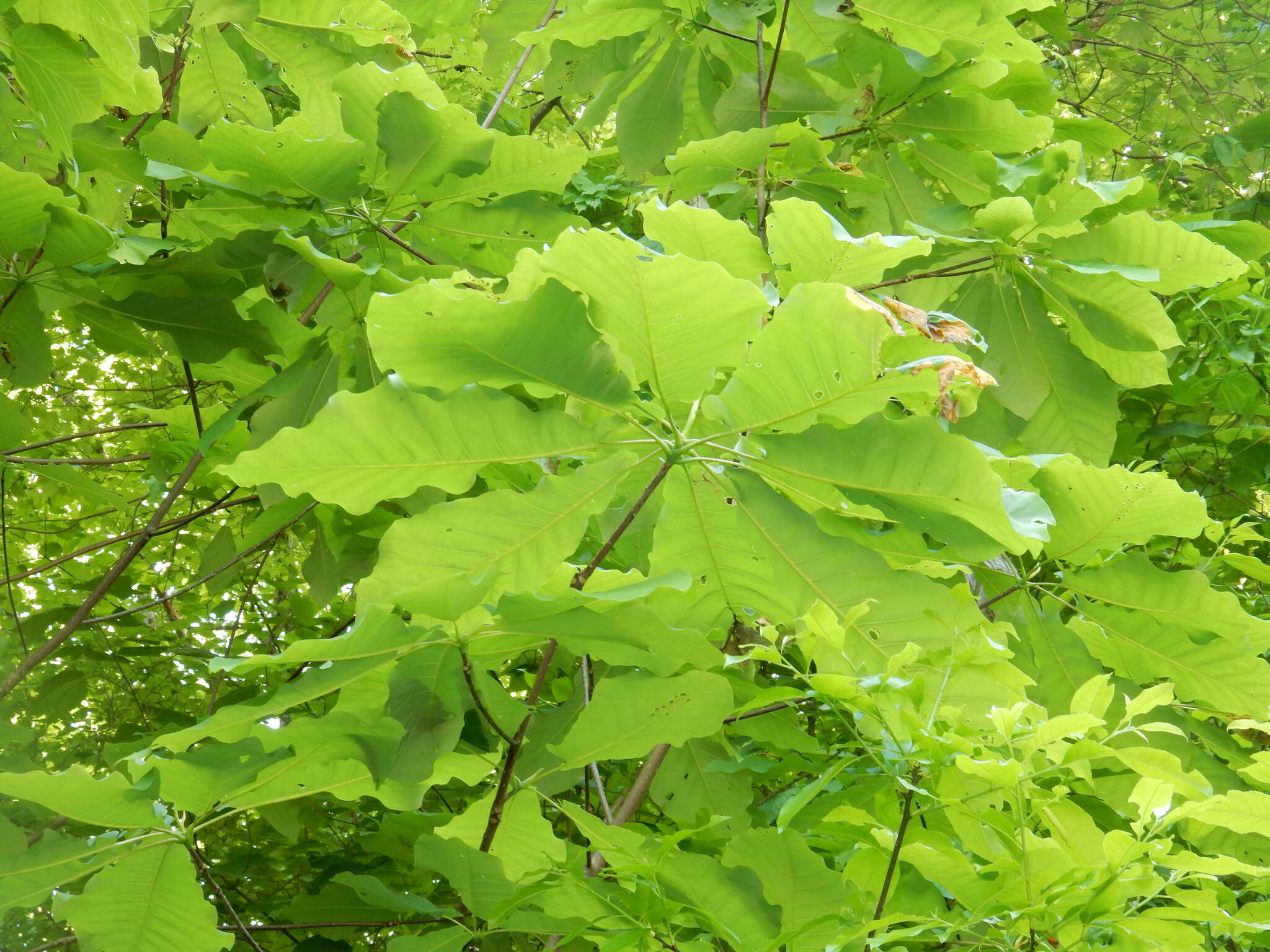 Image of Ear-Leaf Umbrella Tree