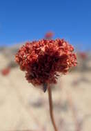 Imagem de Eriogonum fasciculatum Benth.