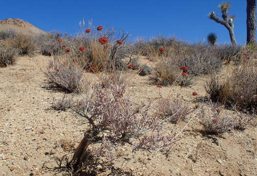 Imagem de Eriogonum fasciculatum Benth.