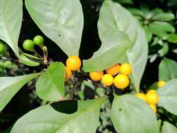 Image of twoleaf nightshade