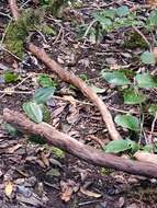 Image de Smilax canariensis Willd.