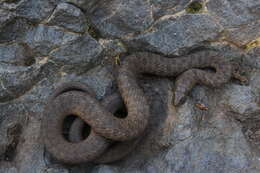 Image of Narrowhead Garter Snake