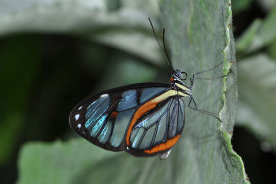 Image of Ithomia diasia Hewitson 1854