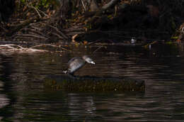 Image of Podilymbus podiceps podiceps (Linnaeus 1758)