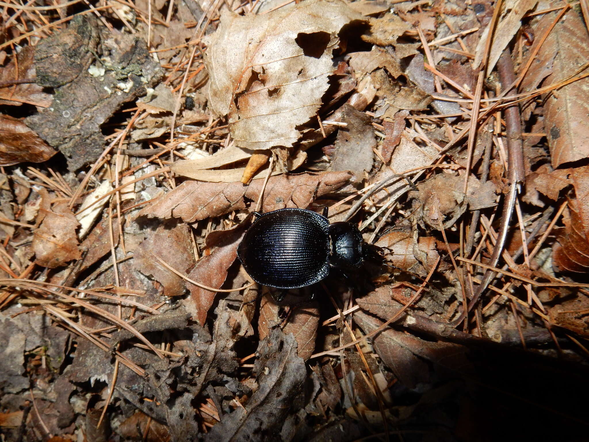 صورة Scaphinotus (Scaphinotus) unicolor (Fabricius 1787)