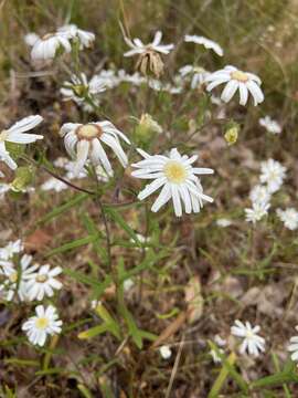 Image of Asteridea pulverulenta Lindl.