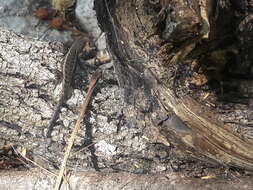 Image of Ochoterena's Lizard