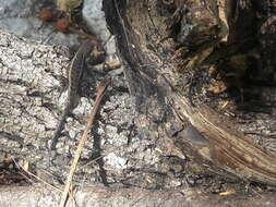 صورة Sceloporus ochoterenae Smith 1934