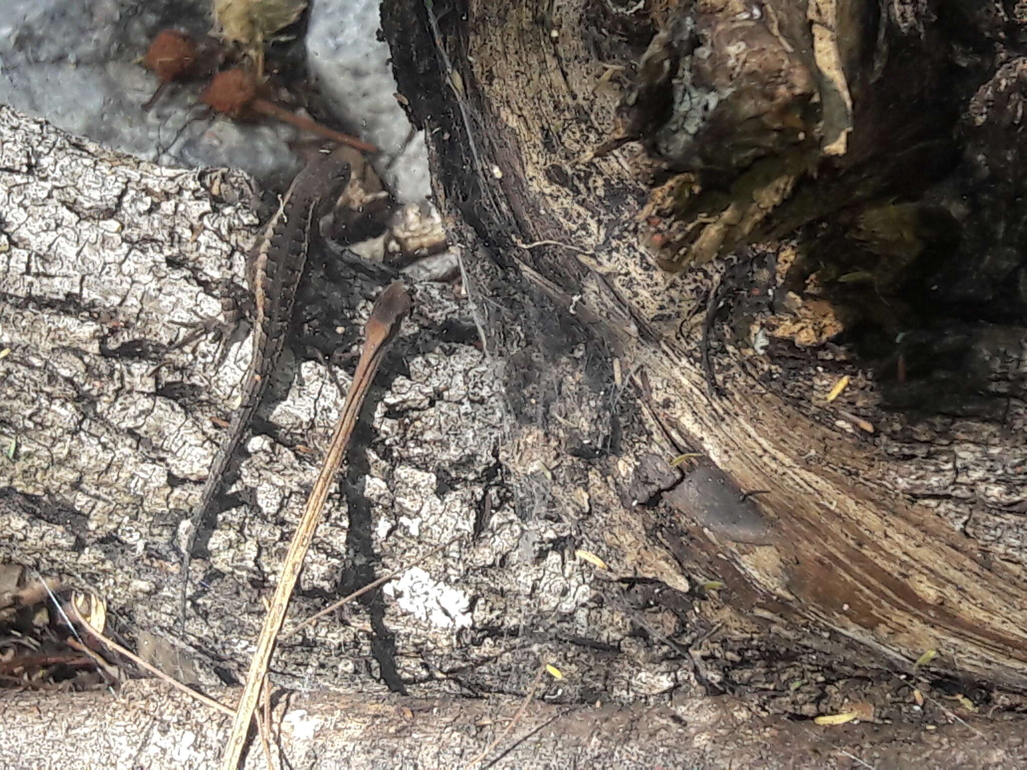 Image of Ochoterena's Lizard