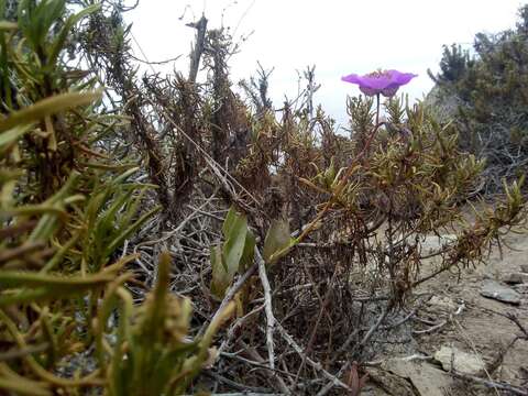 Image of Cistanthe grandiflora (Lindl.) Schltdl.