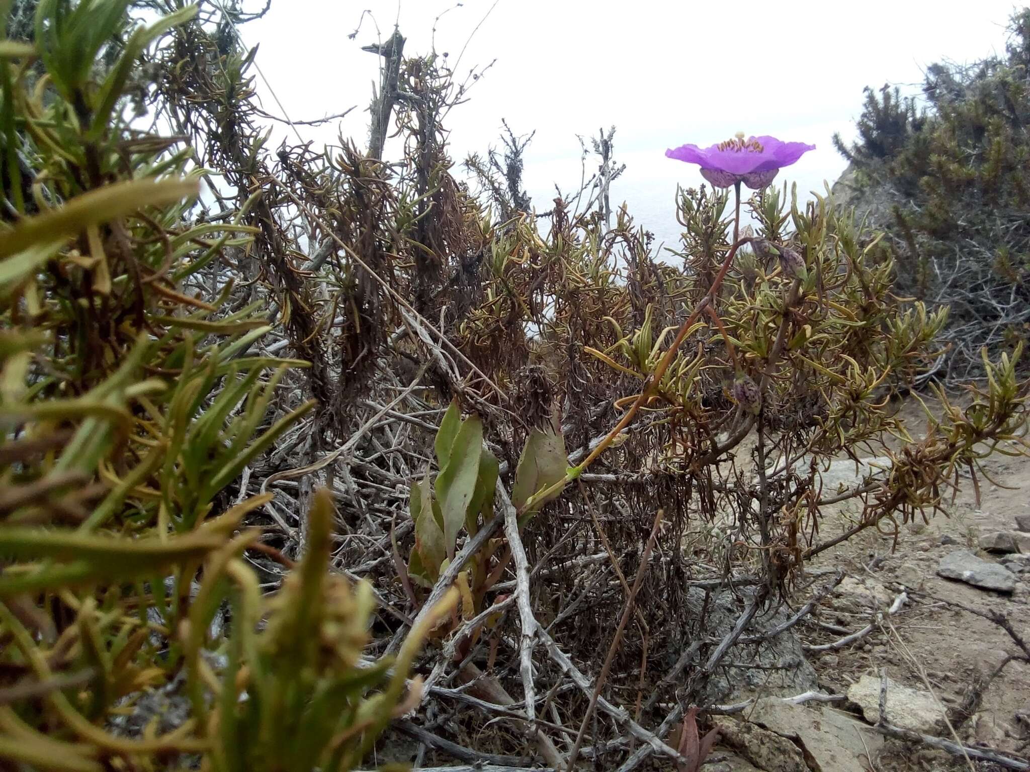 Image of Cistanthe grandiflora (Lindl.) Schltdl.