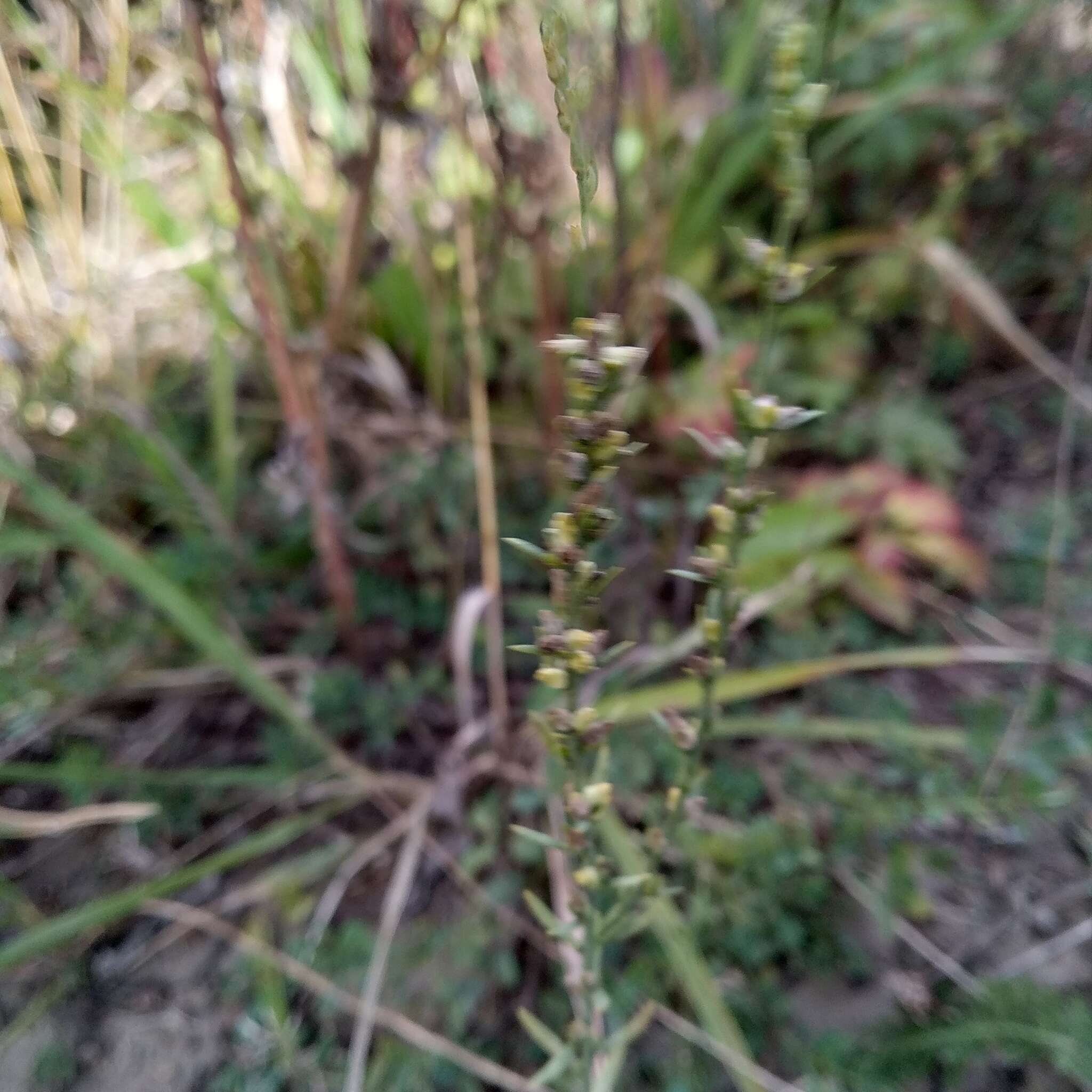 Sivun Thymelaea passerina (L.) Coss. & Germ. kuva