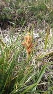 Orobanche teucrii Holandre的圖片