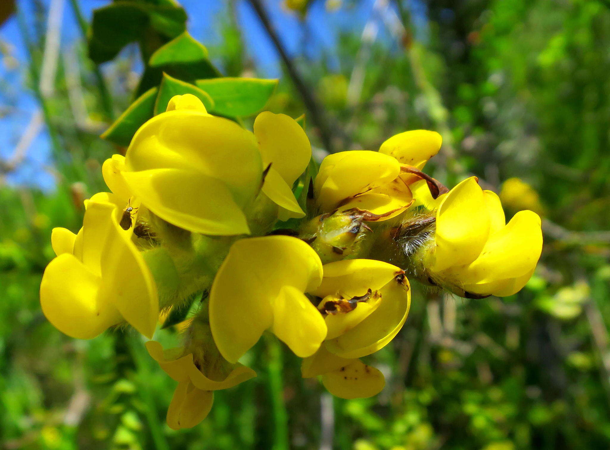 Image of <i>Liparia hirsuta</i>