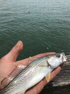 Image of Gray weakfish