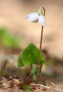 Sivun Oxalis obtriangulata Maxim. kuva