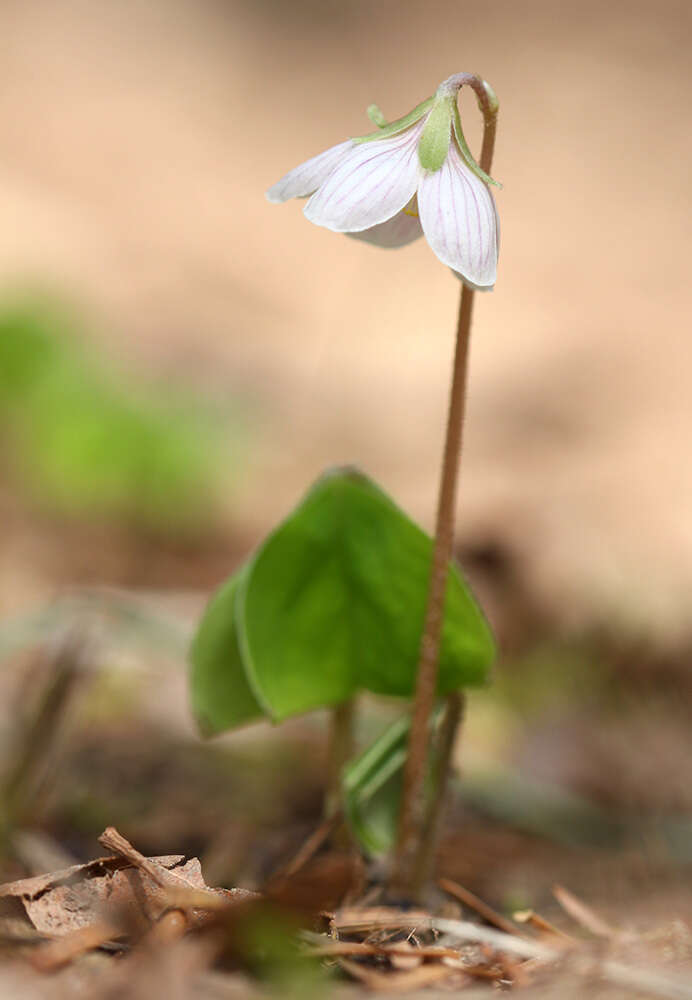 Sivun Oxalis obtriangulata Maxim. kuva