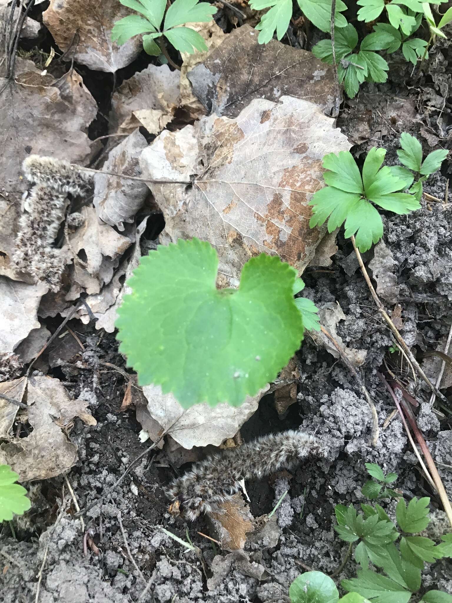 Image de Ranunculus cassubicus L.