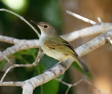 Image of Rusty-fronted Tody-Flycatcher