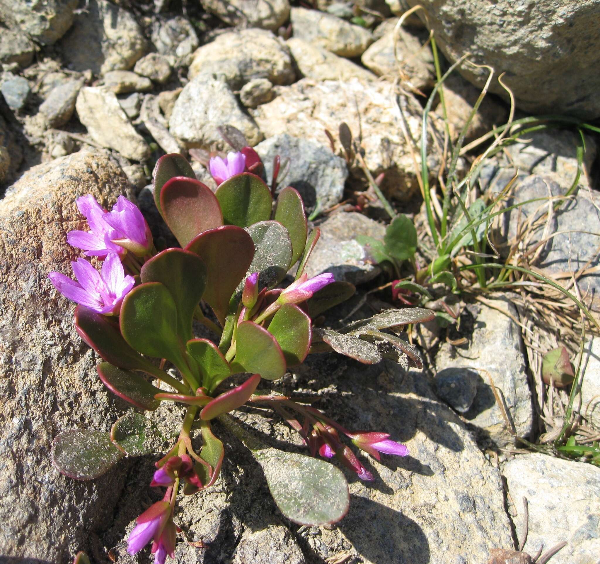 Image of alpine springbeauty