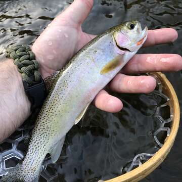 Image of cutthroat trout