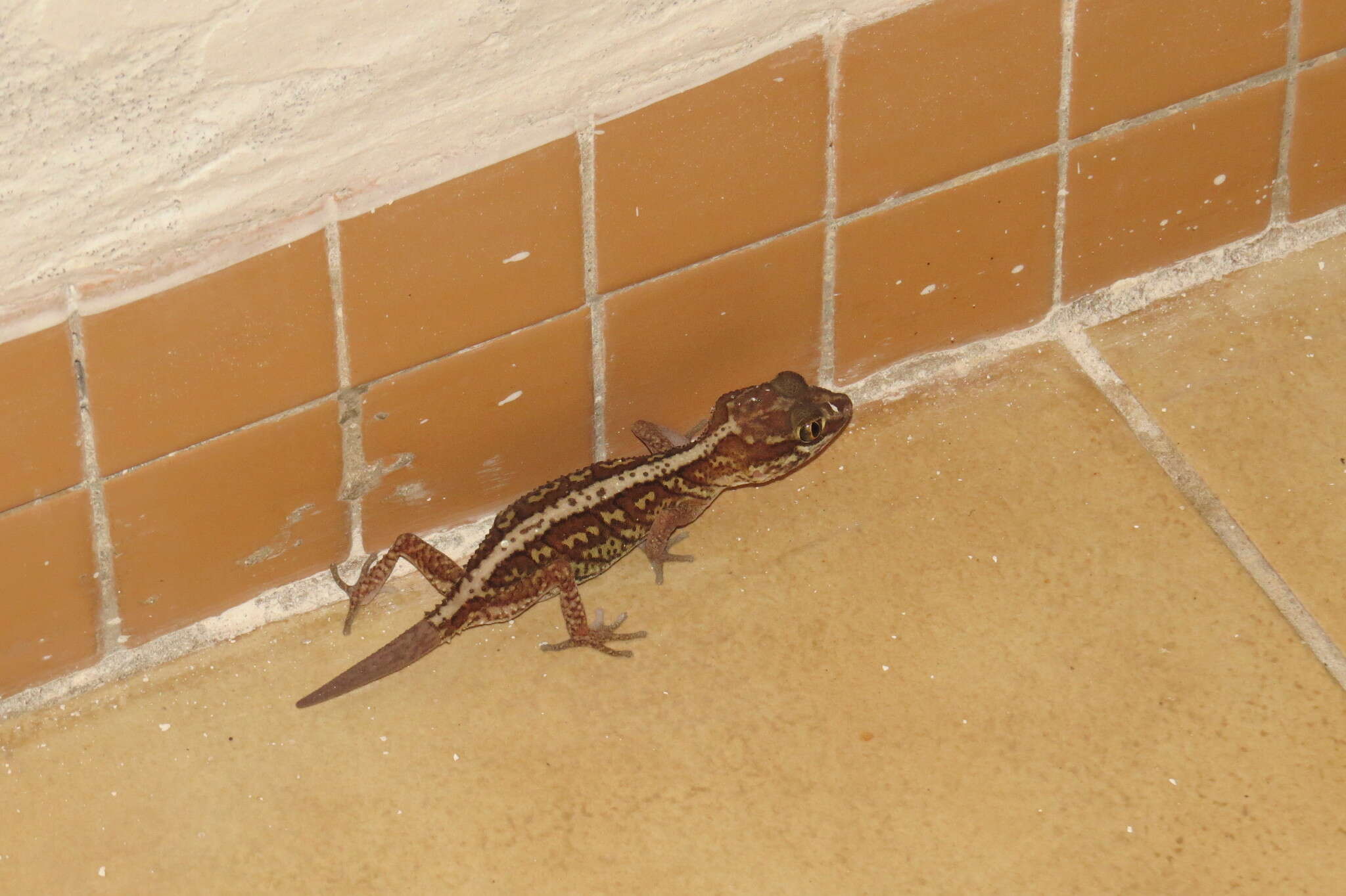 Image of Panther Gecko