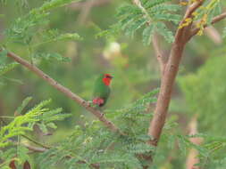 Image of Red-throated Parrot-Finch