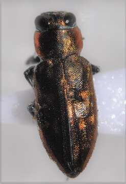 Image of Chrysobothris lateralis Waterhouse 1887