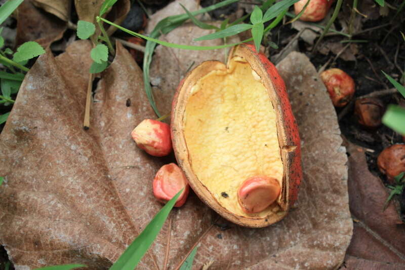 Image of Mandingo cola