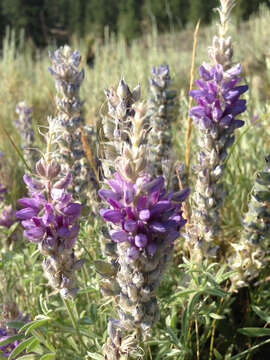 Plancia ëd Lupinus sellulus Kellogg