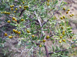 Image of Nitraria schoberi L.