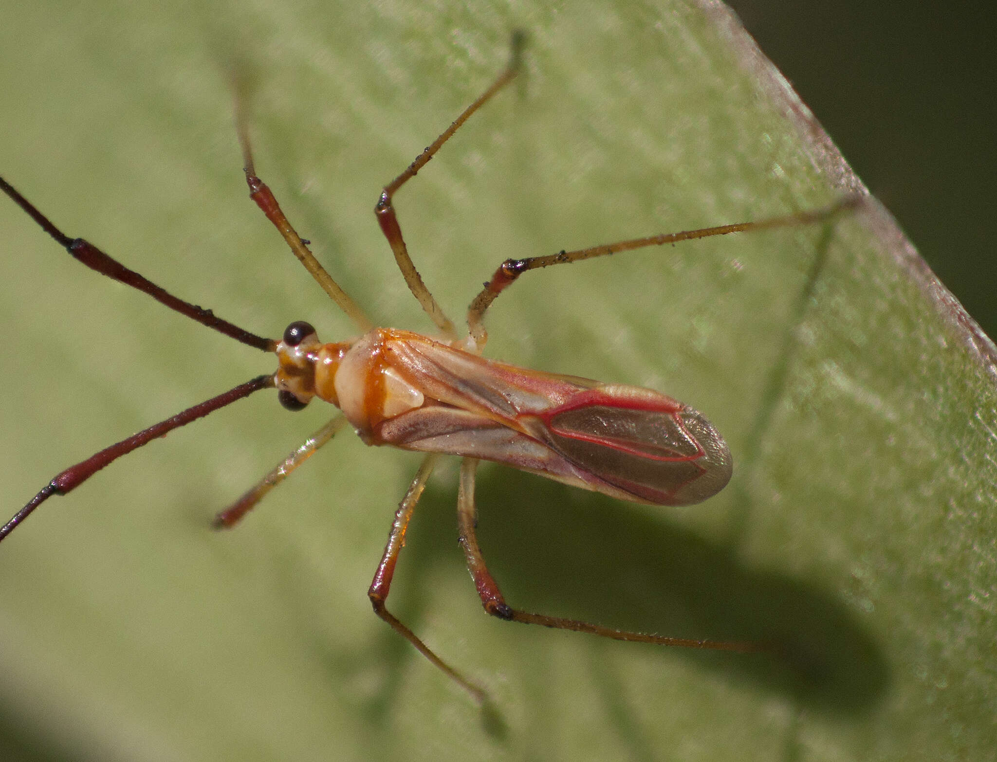 Image of Ragwelellus suspectus (Distant 1904)