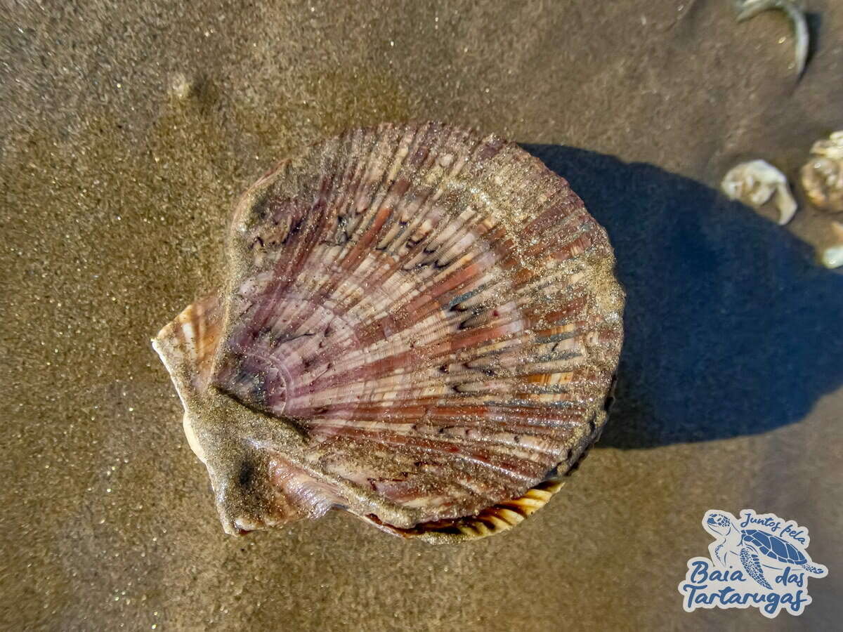 Image of Bermuda sand scallop