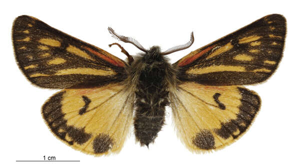 Image of Metacrias erichrysa Meyrick 1887