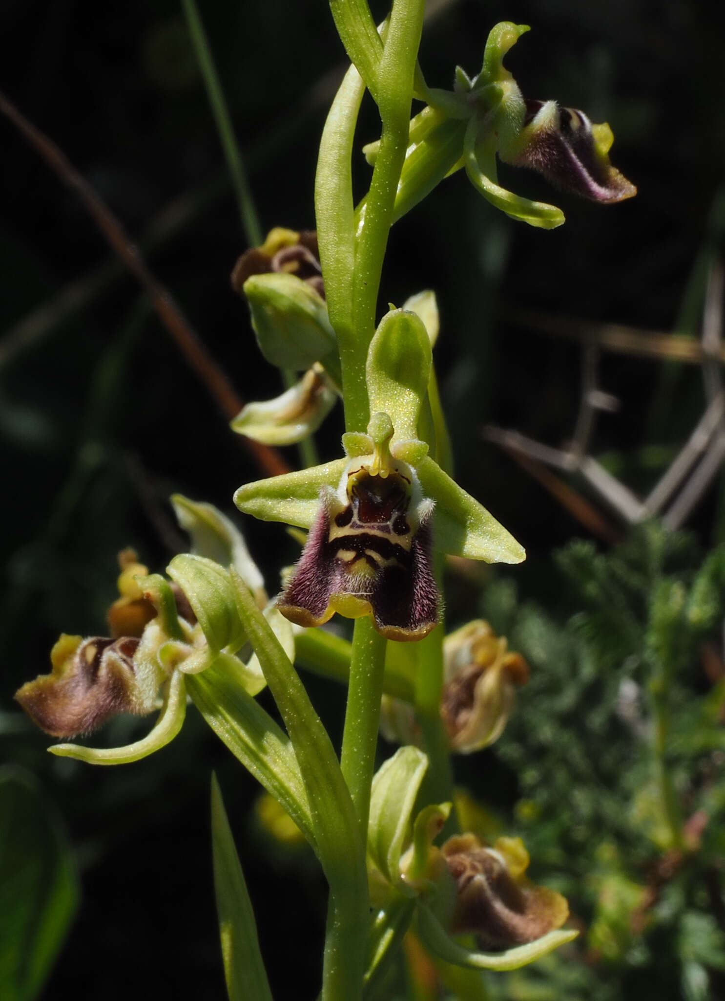 Ophrys fuciflora subsp. bornmuelleri (M. Schulze) B. Willing & E. Willing resmi