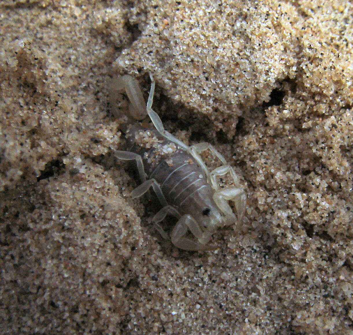 Image of Paruroctonus arenicola nudipes Haradon 1984